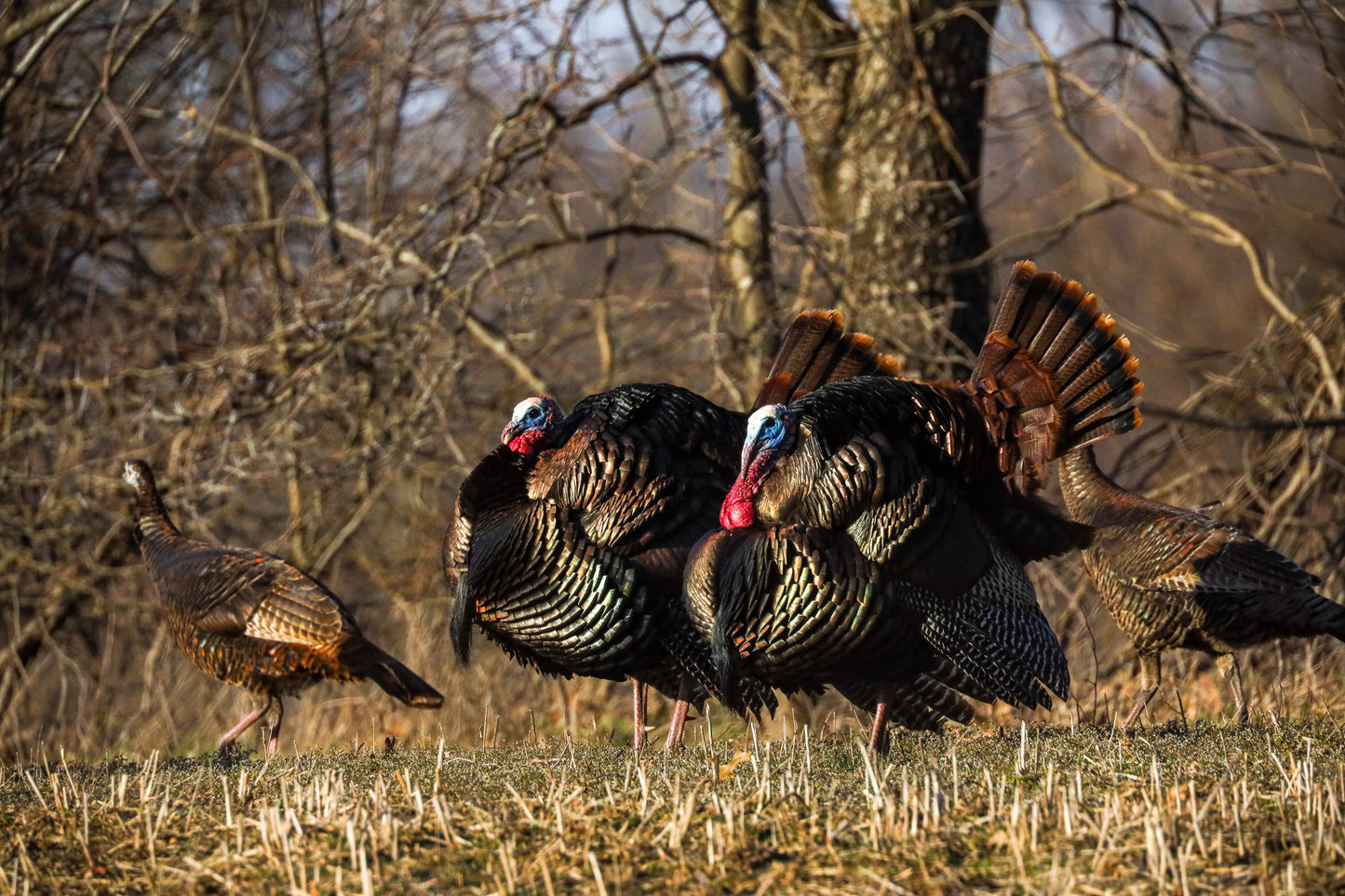 Strutting turkeys