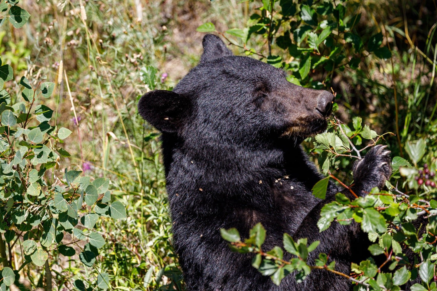 Glacier Park Bear (Copy)