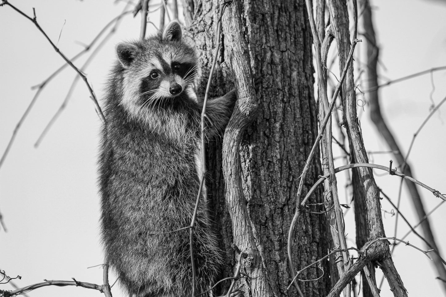 Racoon B&W