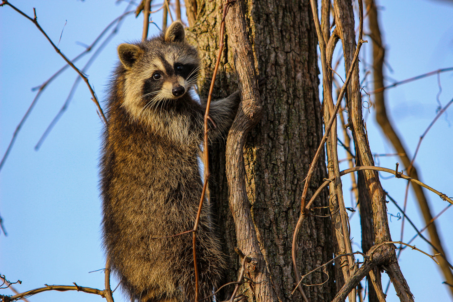 Racoon