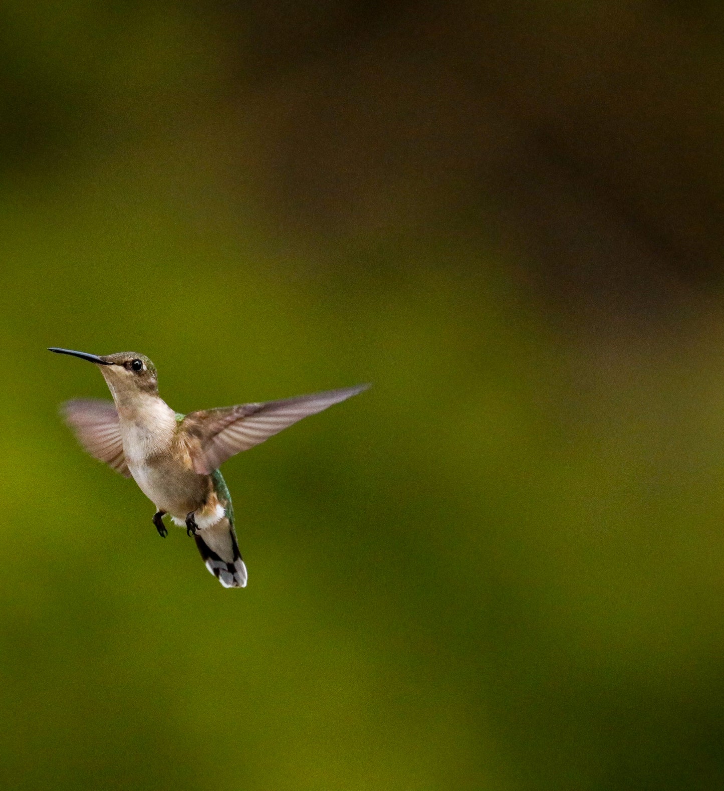 Hummingbird