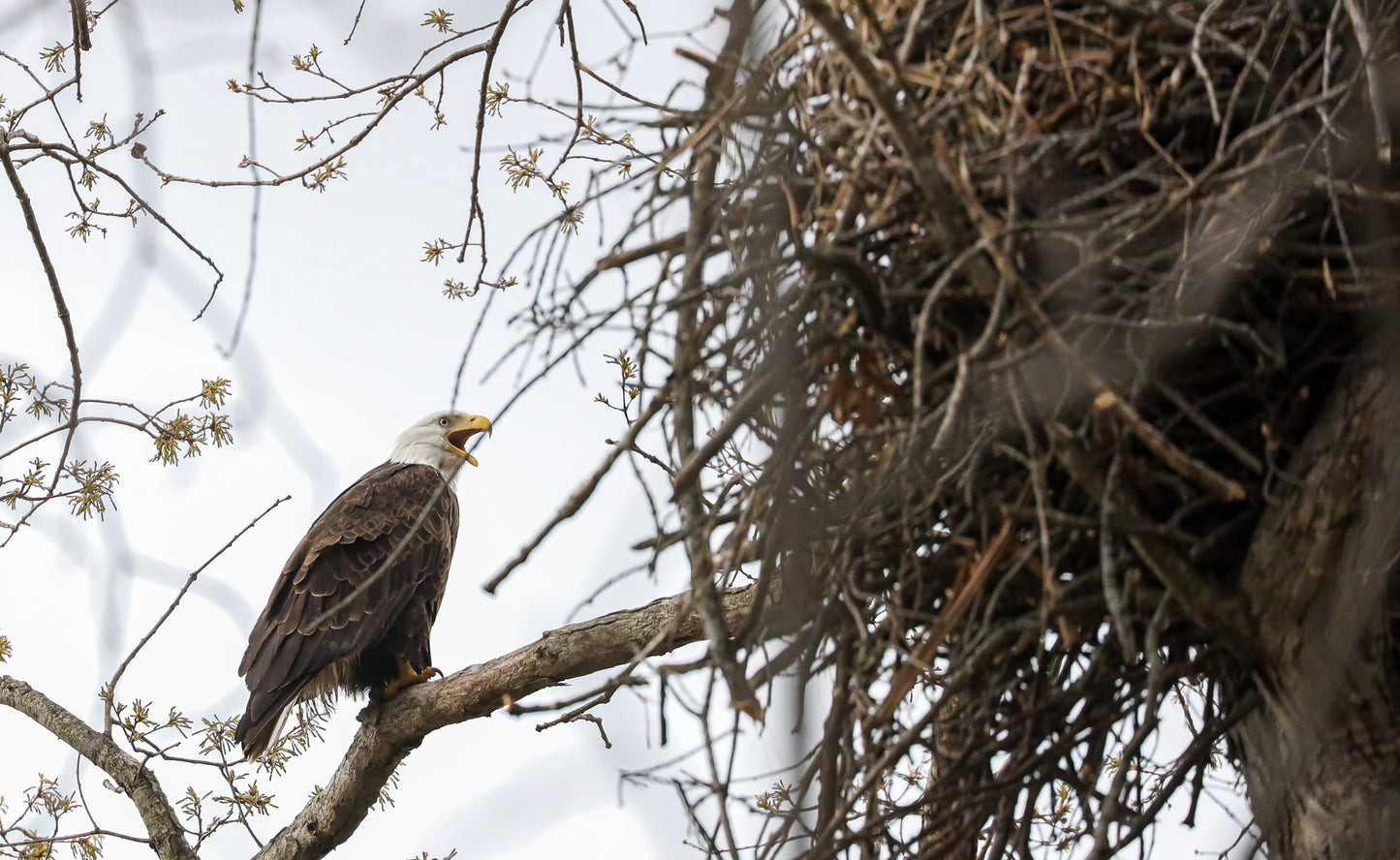 Eagle Nest