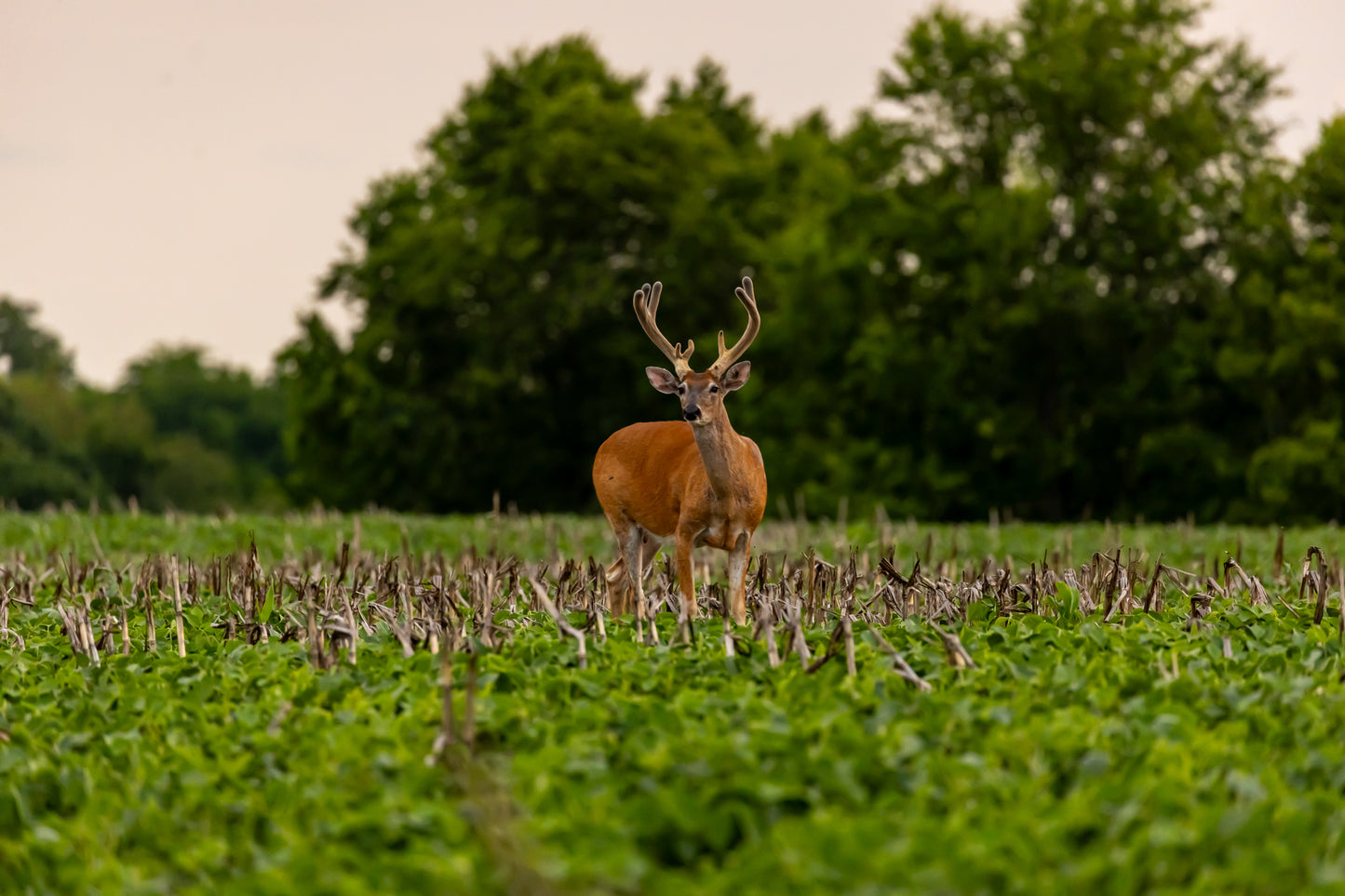 Midwest Velvet