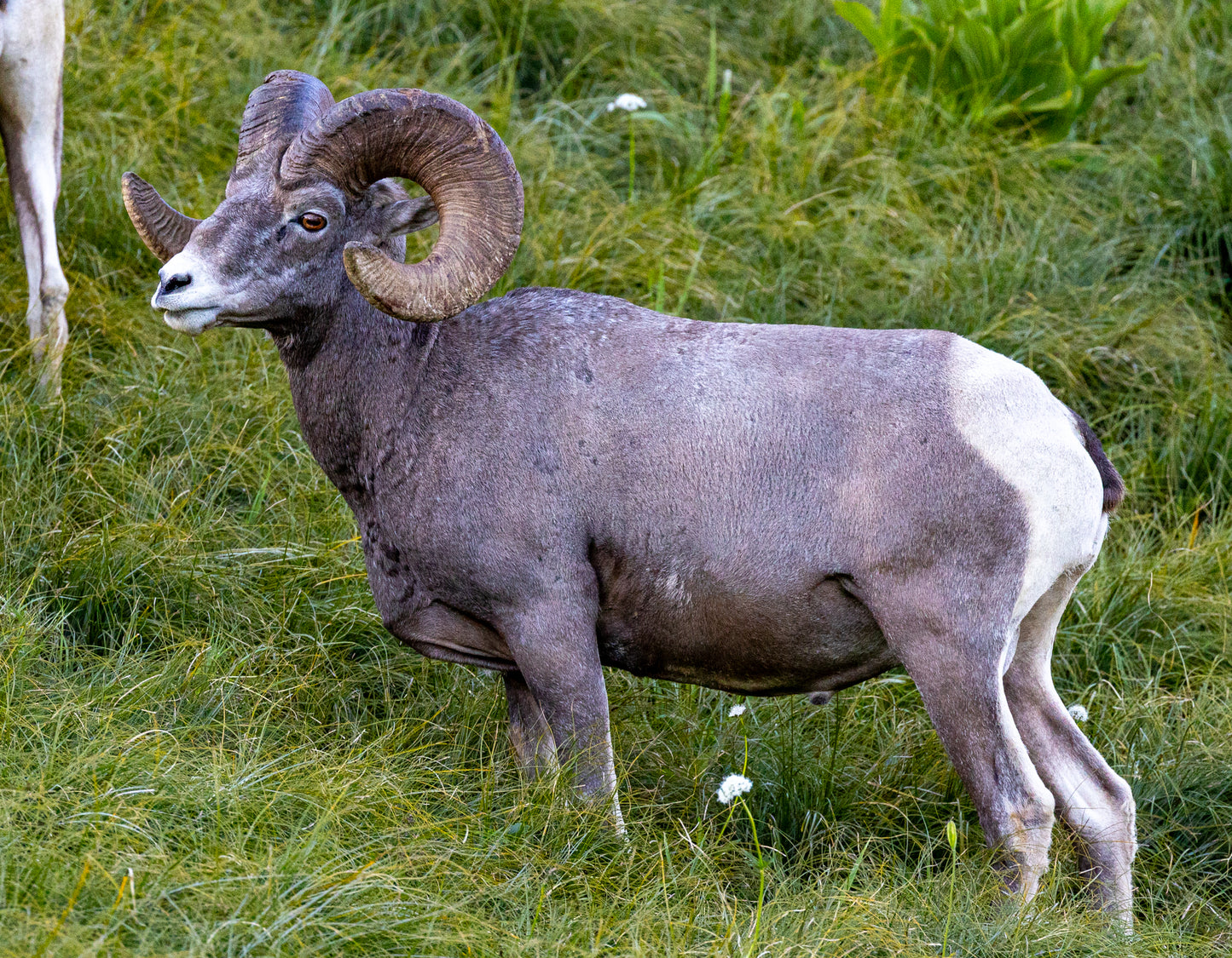 Glacier National Bighorn