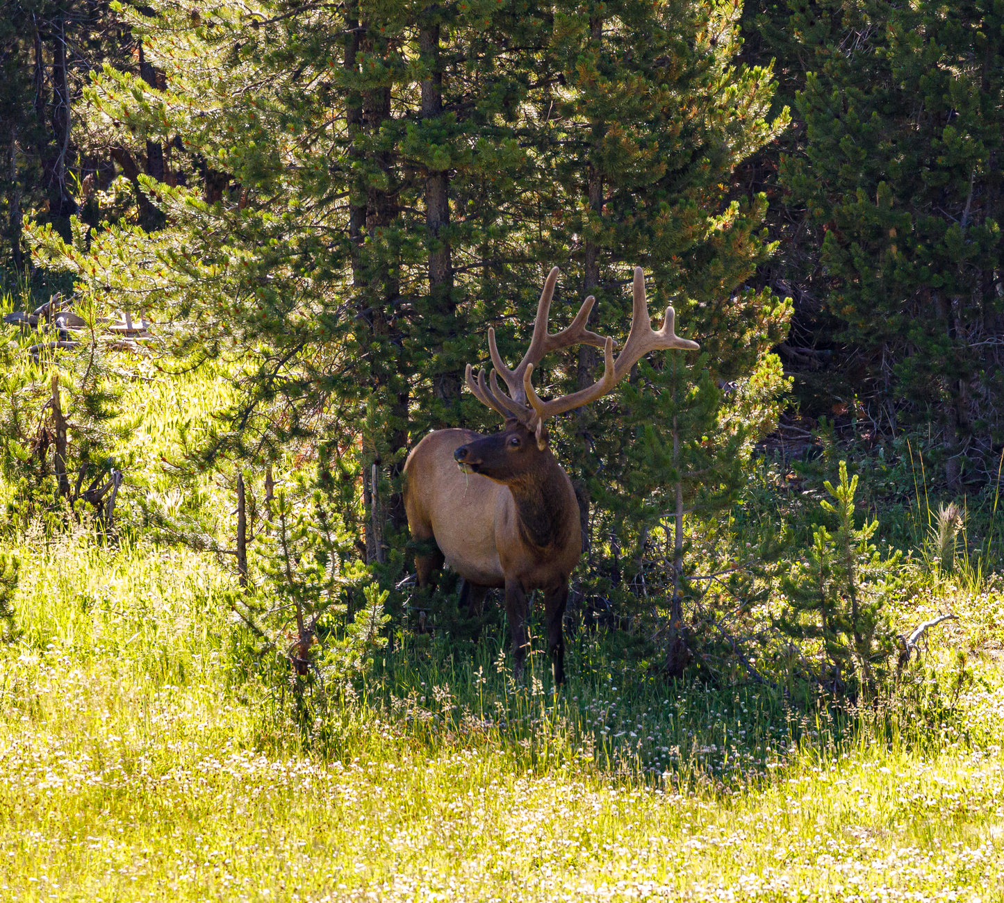 Yellowstone elk