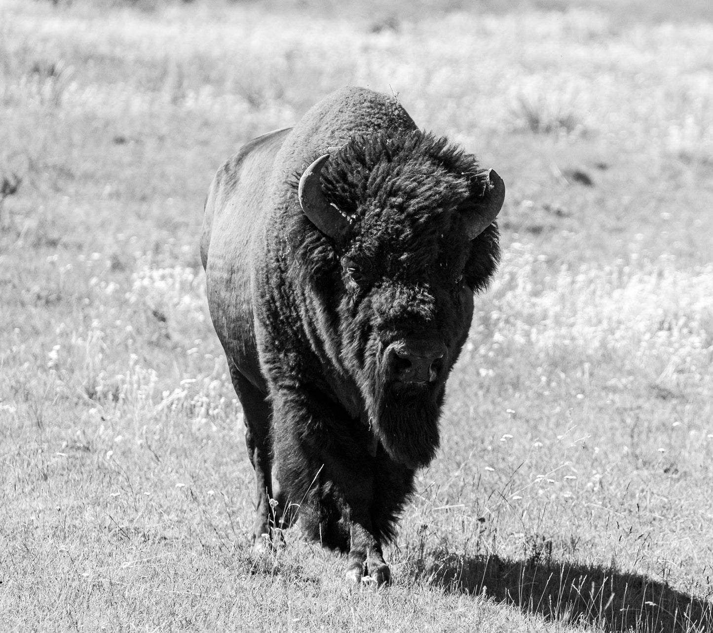 Yellowstone B&W Bison