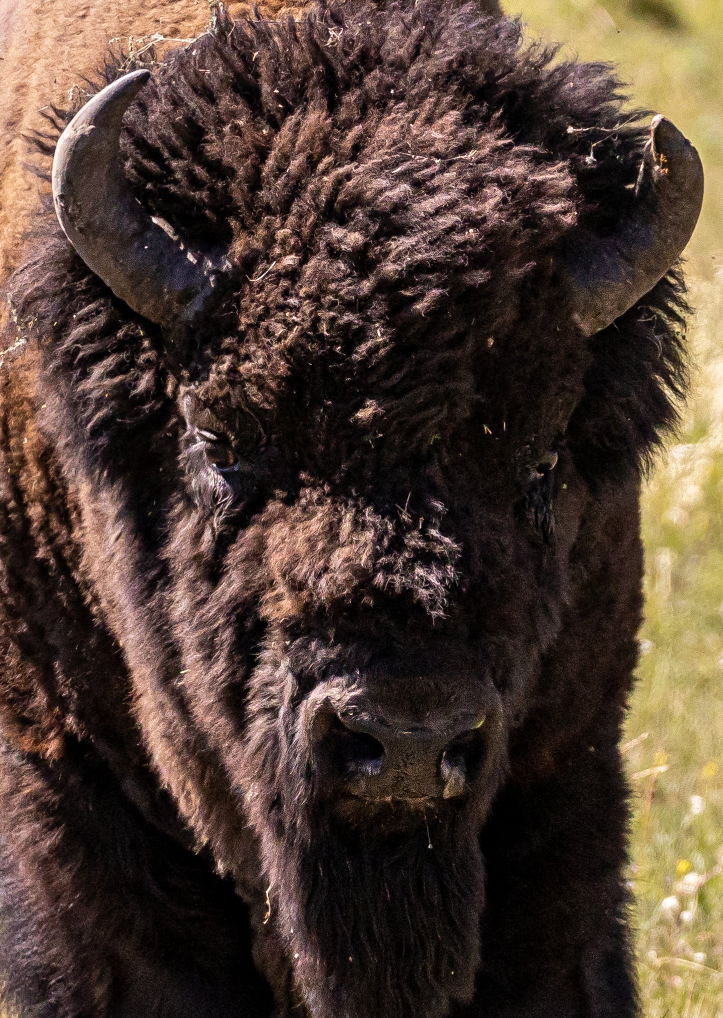 Yellowstone Bison