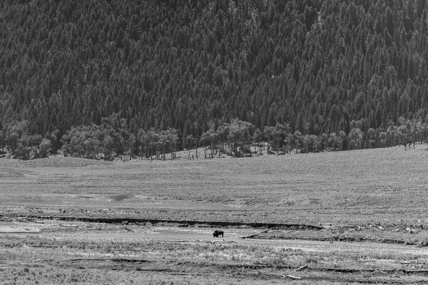 Yellowstone B&W