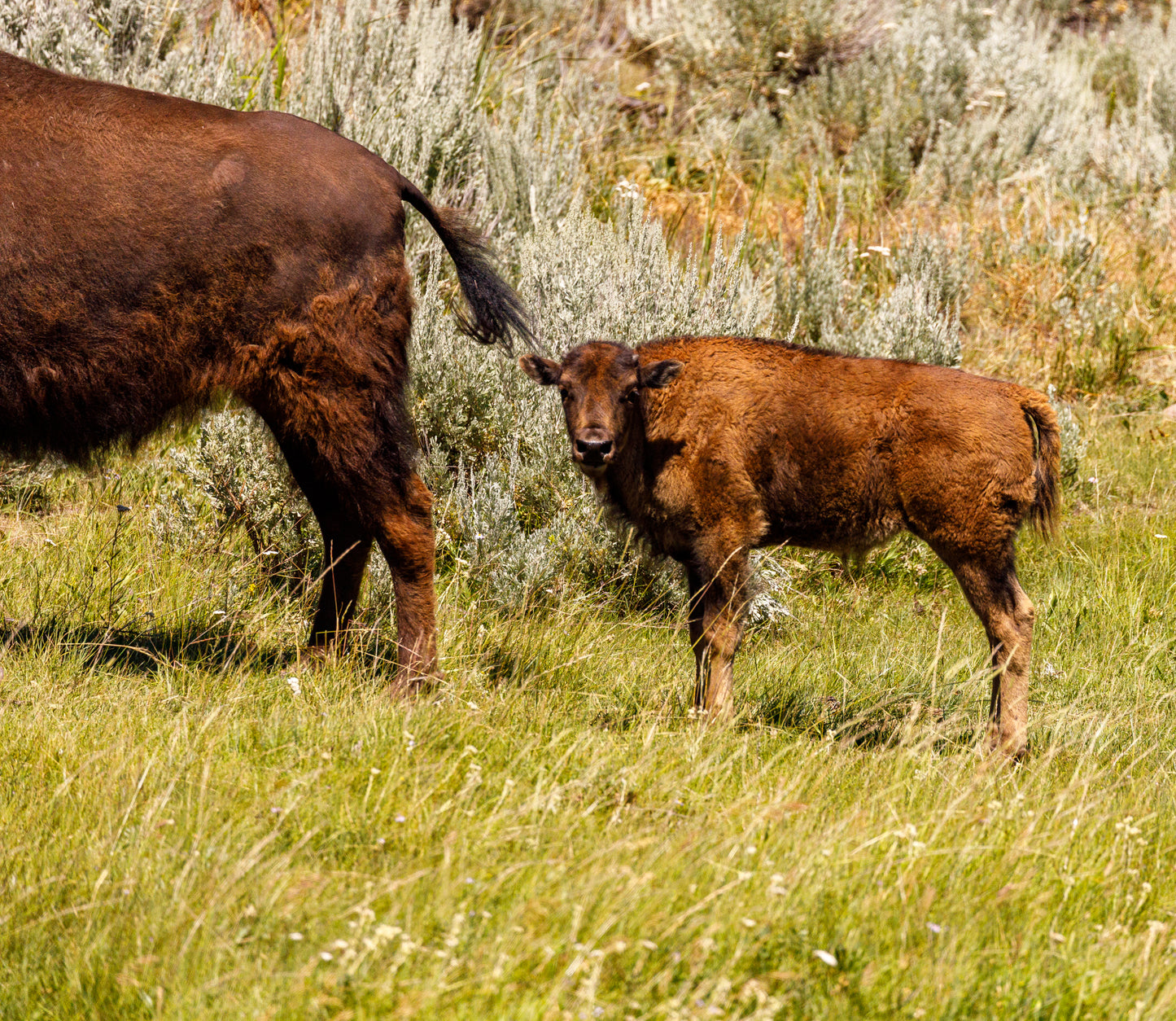 Yellowstone Bison