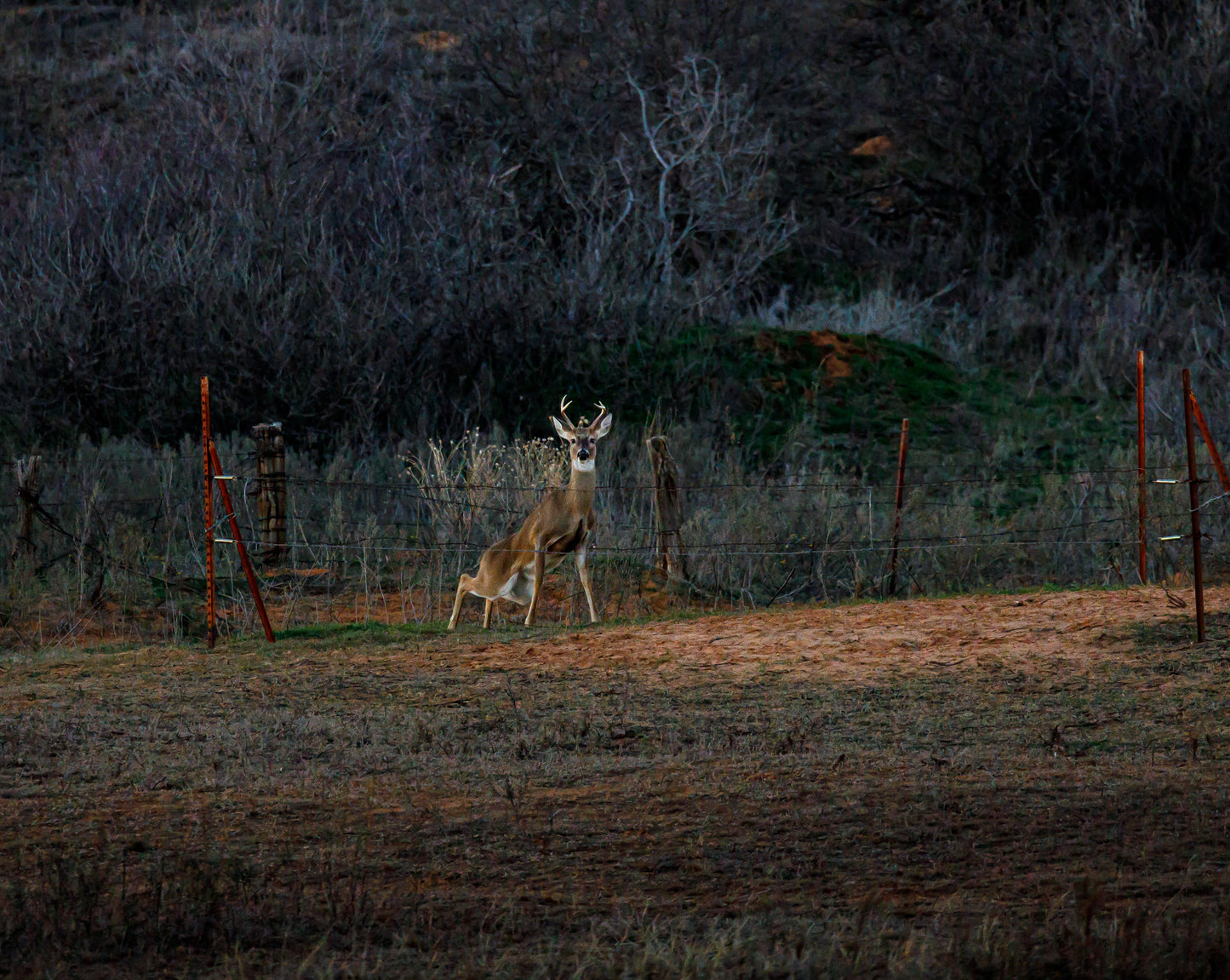 Texas Back scratch