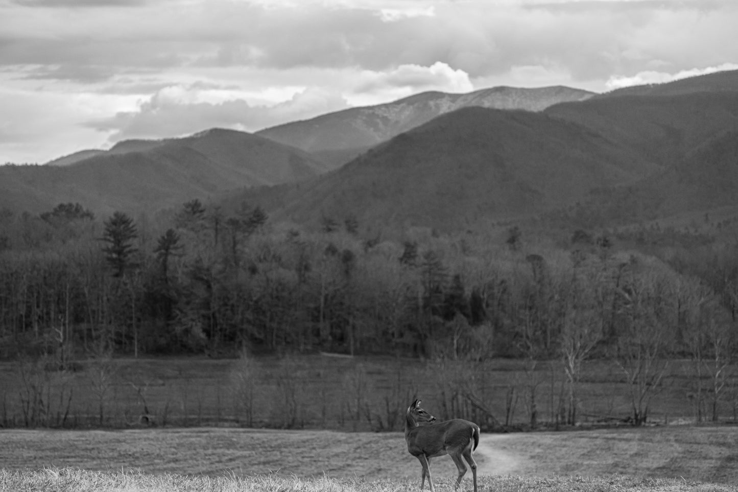 Cade's Cove B&W