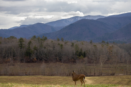 Cade's Cove Doe