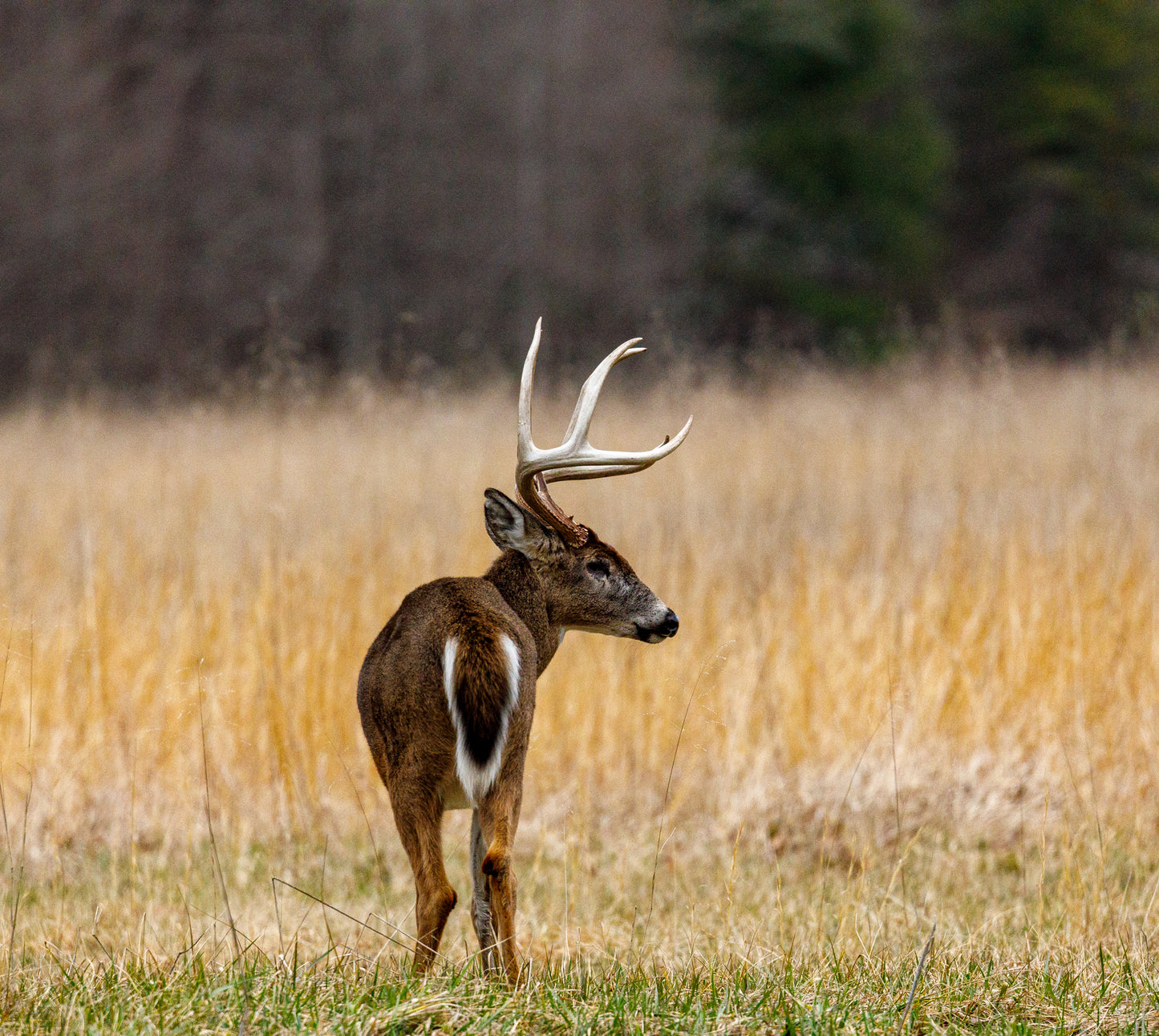 Cade's Cove Buck