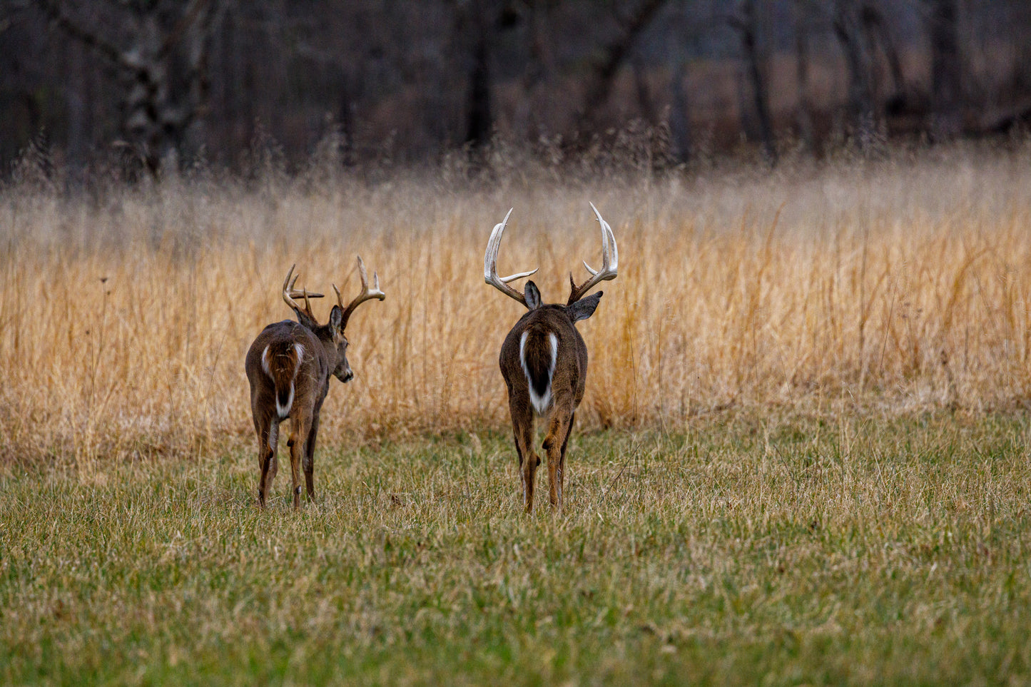 Cade's Cove Bucks