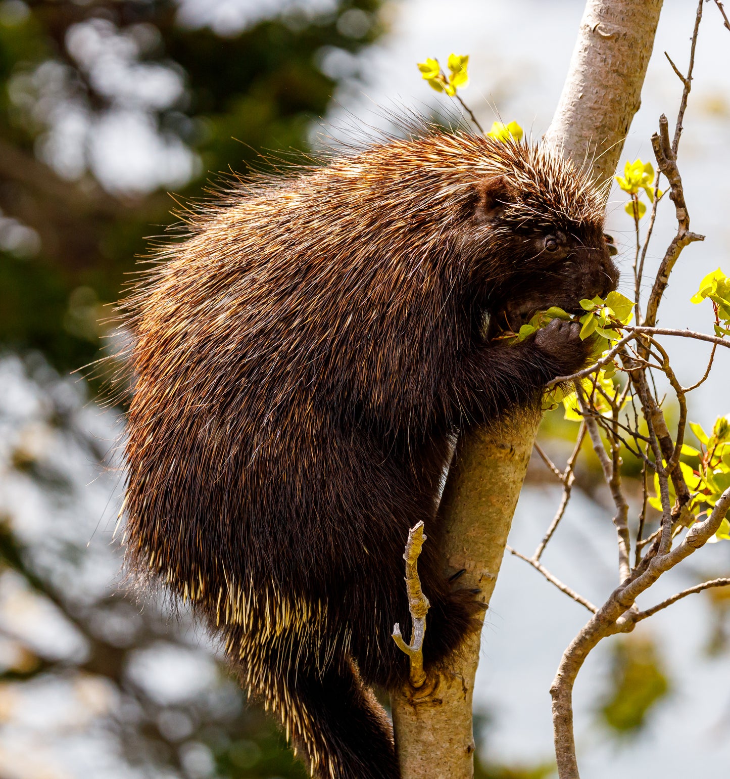 Acadia Porcupine