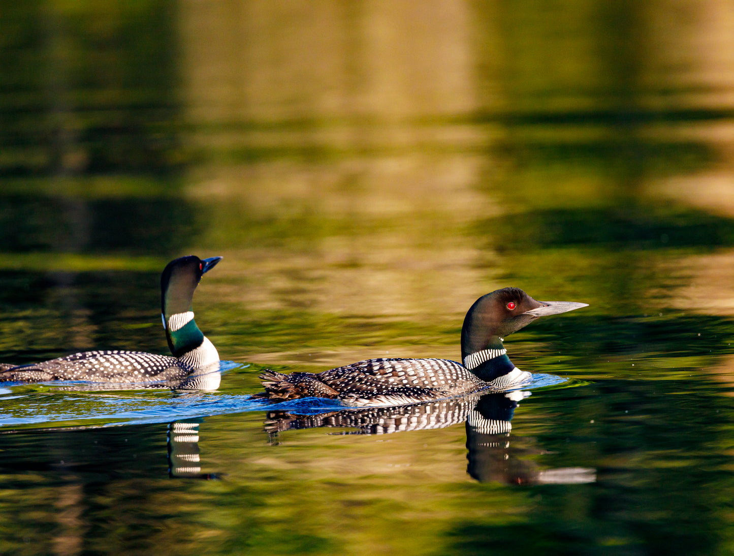 MIchigan Loons 3