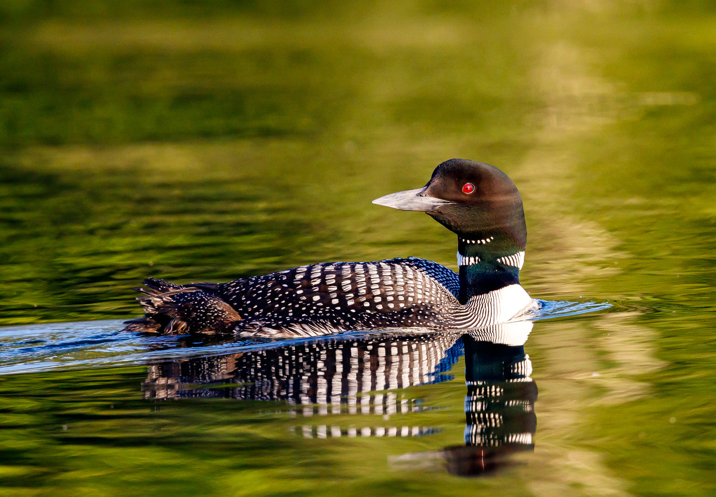 MIchigan Loons 2