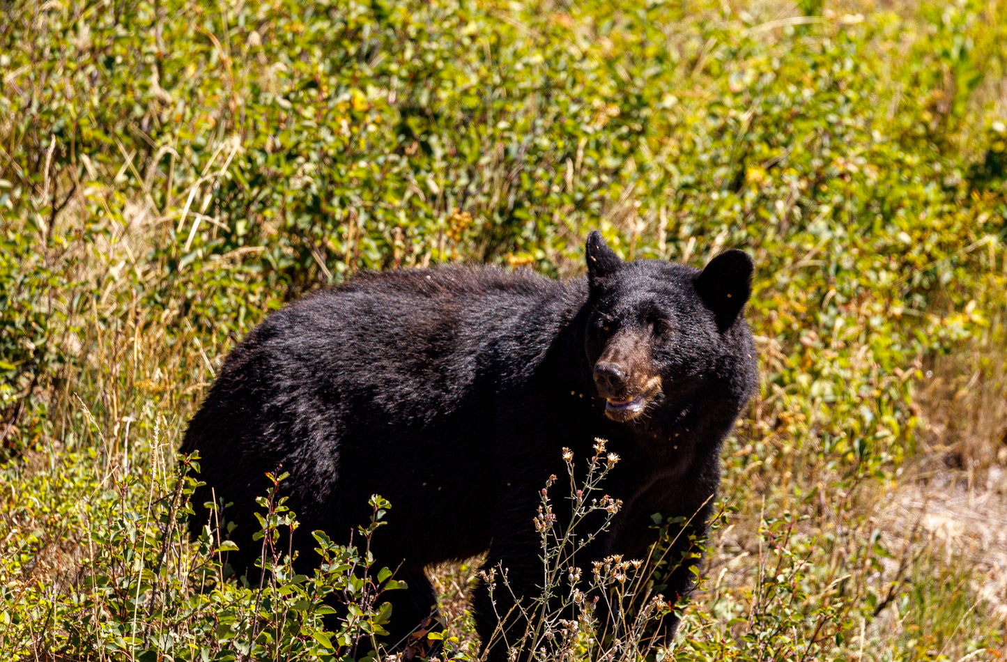 Glacier Park Bear (Copy)