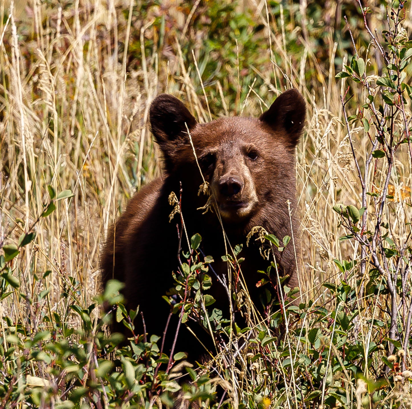 Glacier Park Bear Cub Close