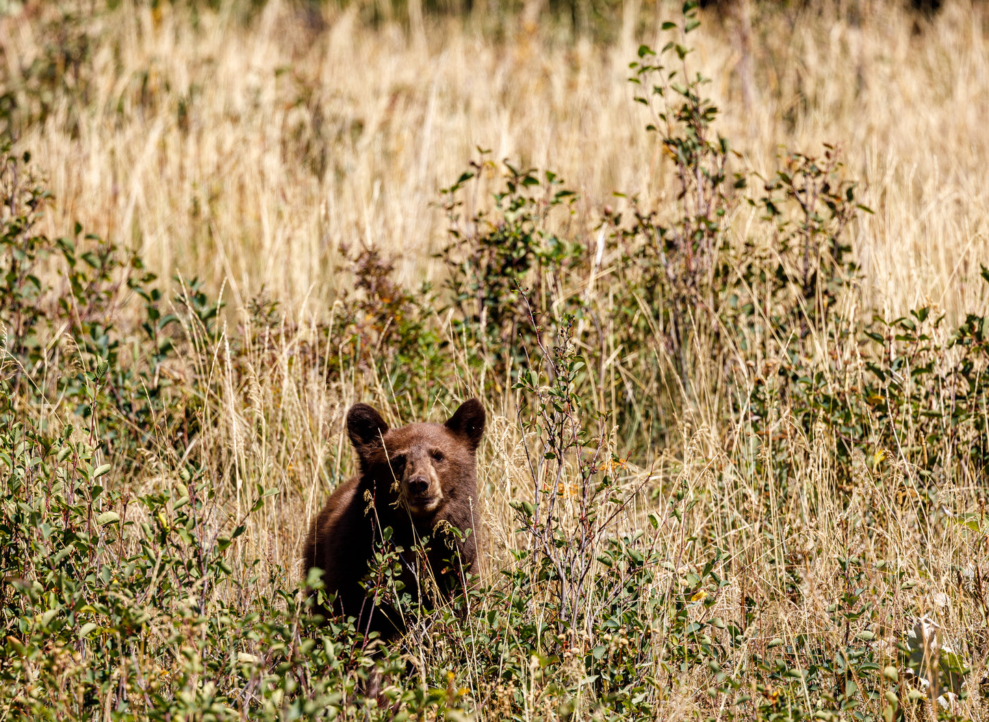 Glacier Park Bear Cub