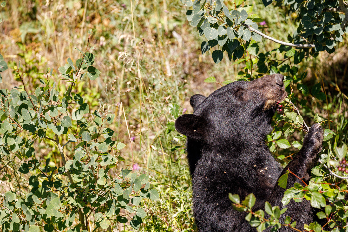 Glacier Park Bear (Copy2)