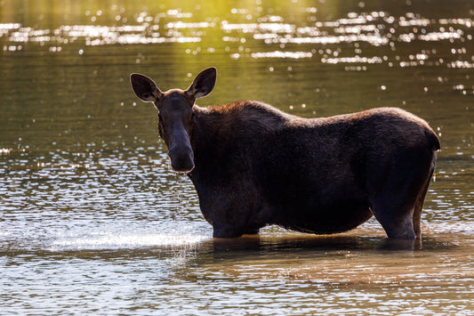 Glacier Moose 24