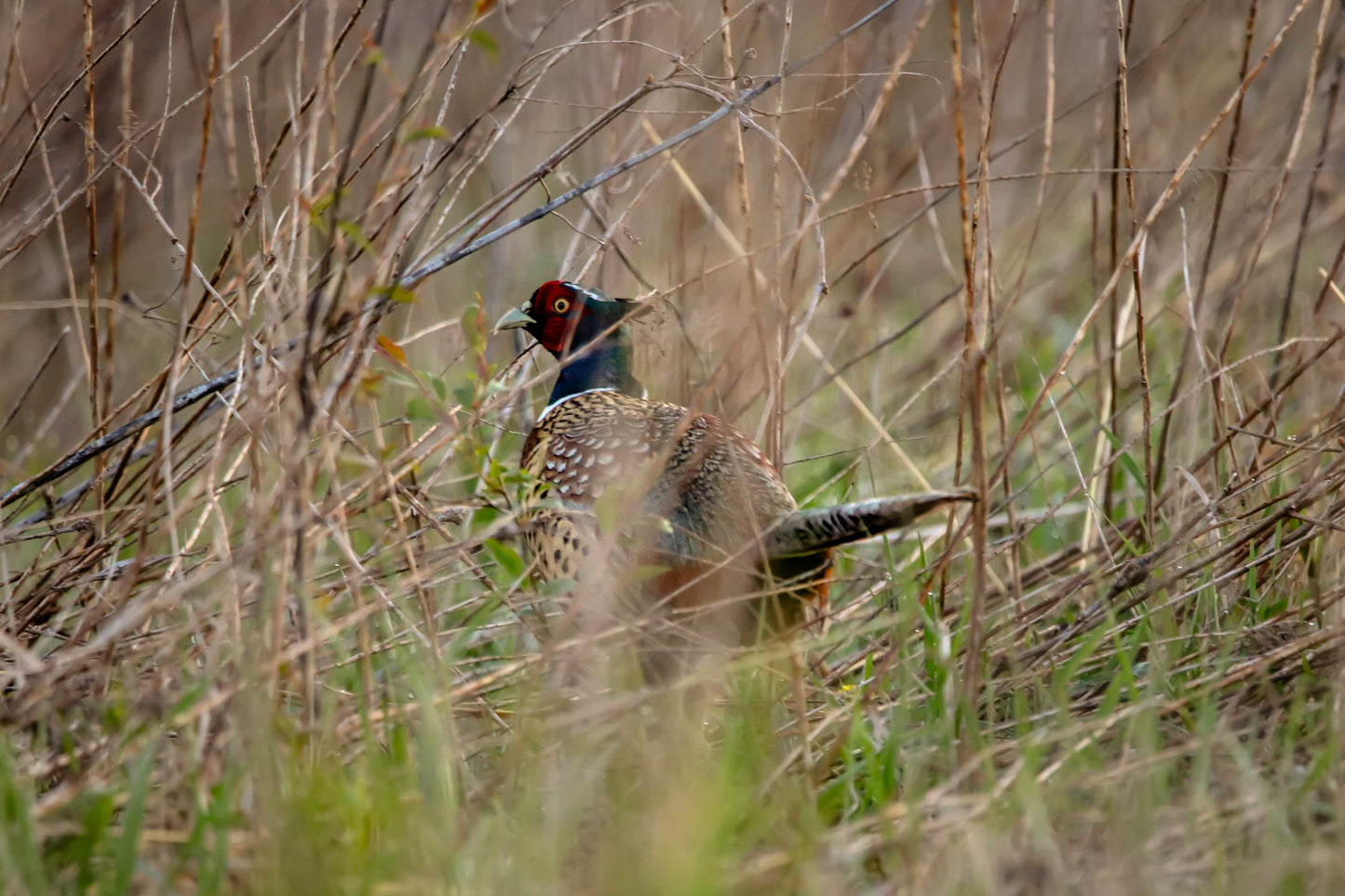 Pheasant