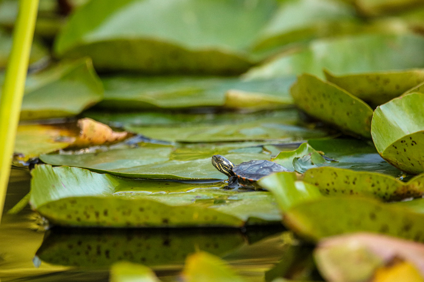 Painted Turtle