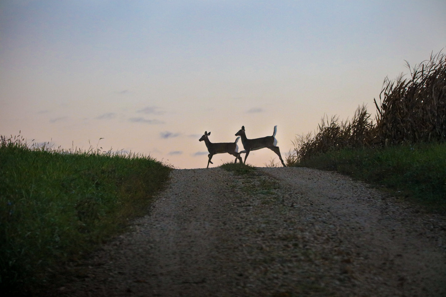 Deer horizon