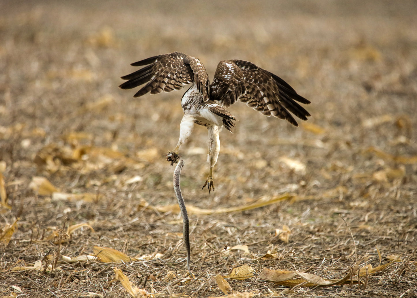 Nature is Metal