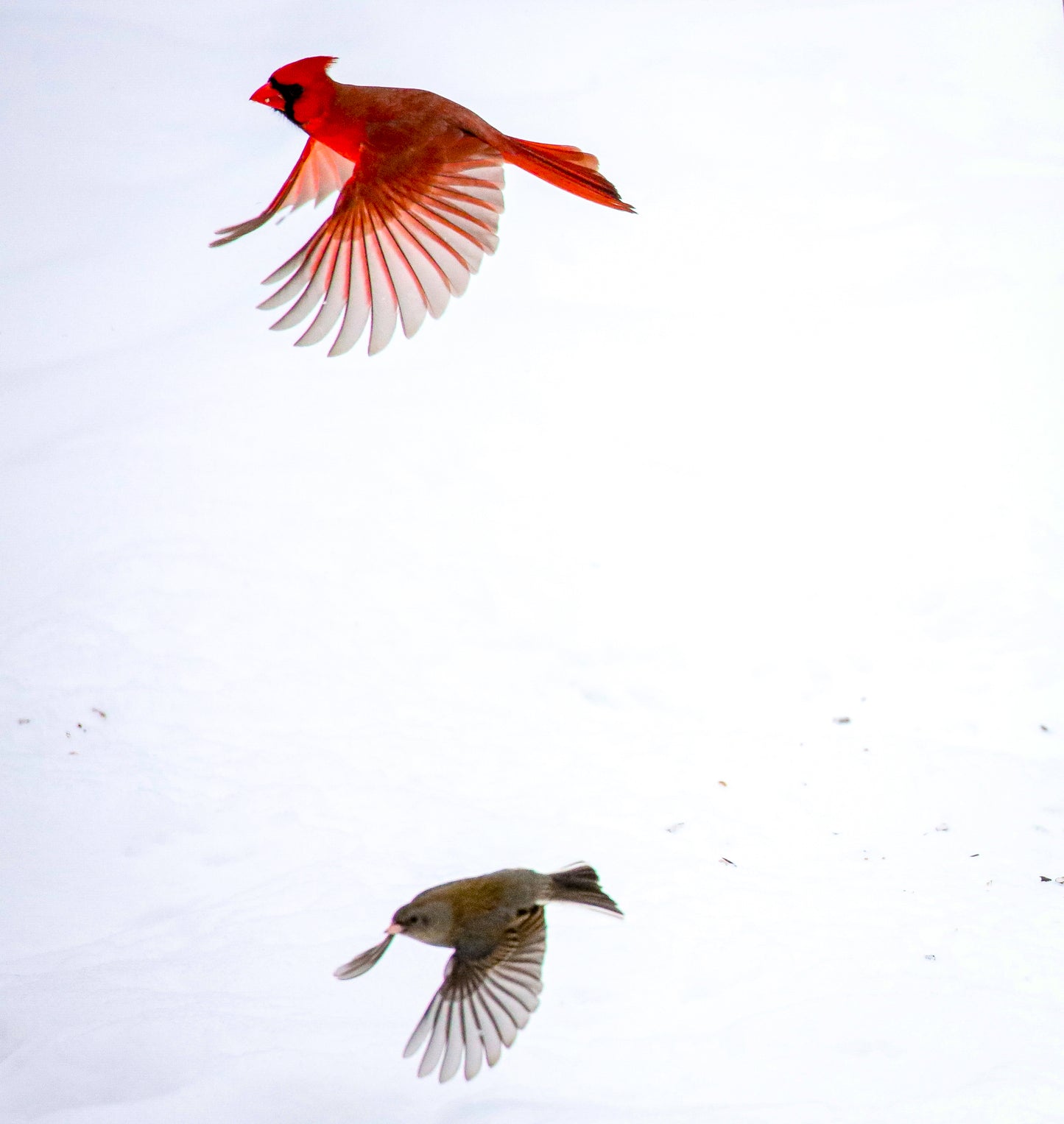 Snow Cardinal