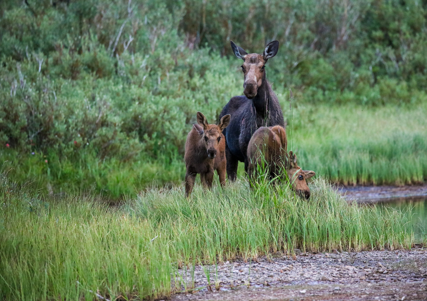 Glacier Moose