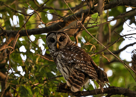 Owl