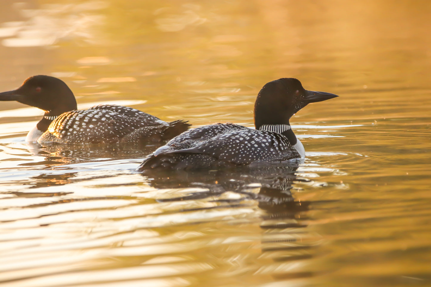 MIchigan Loons