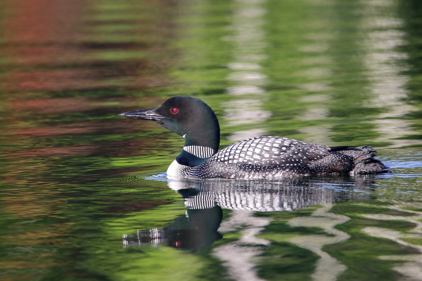 Loon