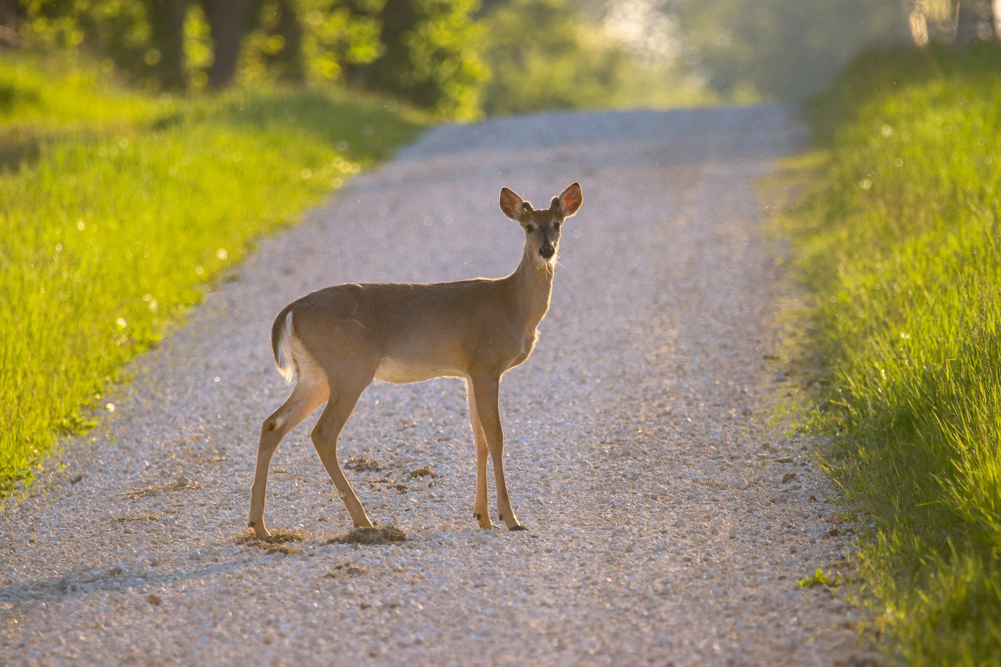 Road Block