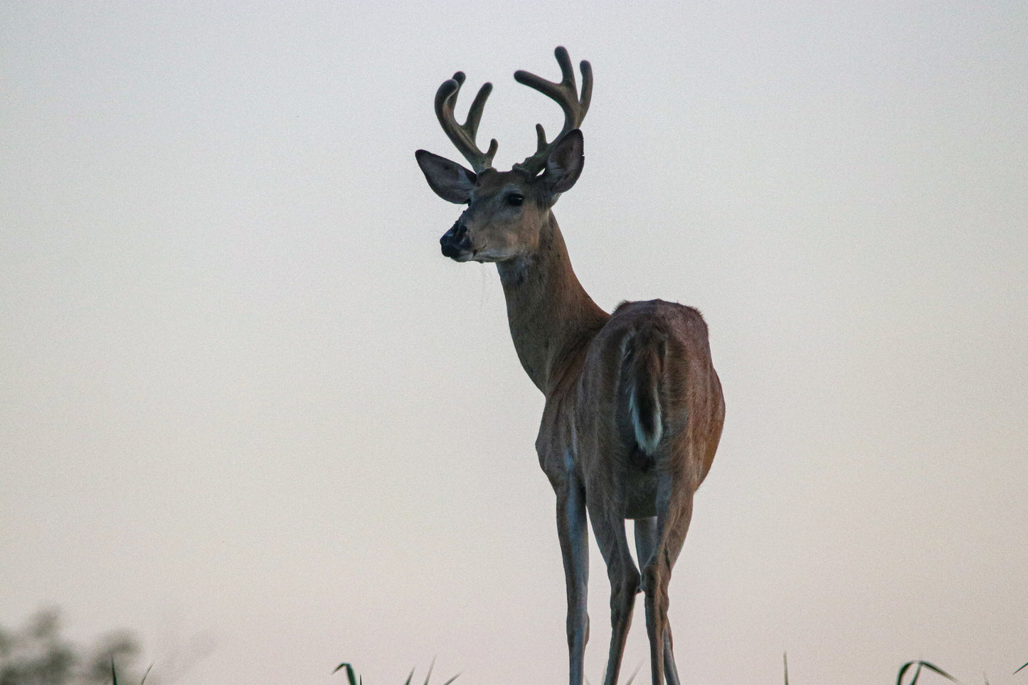 Summer Buck